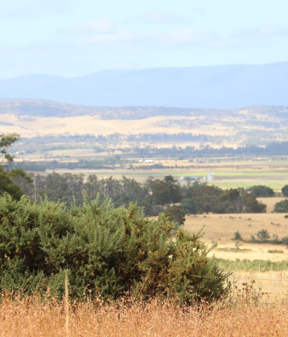 gorse in landscape_IMG_9231